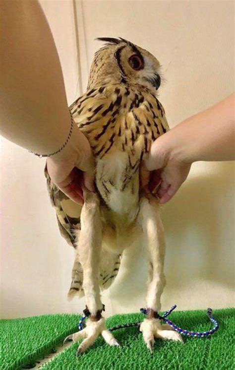 owl legs|funny pictures of owl legs.